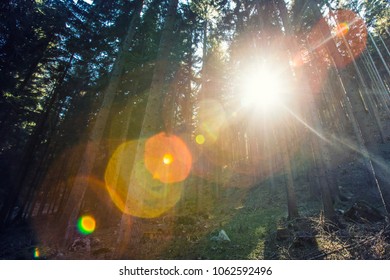 beautiful sun rays between trees in forest