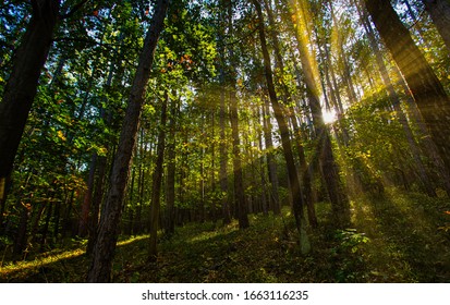 beautiful sun rays in green spring forest 