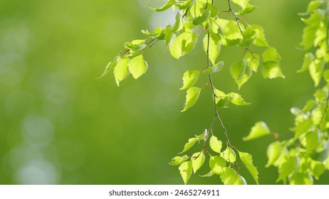 Beautiful sun shine through the blowing on wind tree green leaves. Foliage of the tree swayed by the wind at sunset. Slow motion. - Powered by Shutterstock