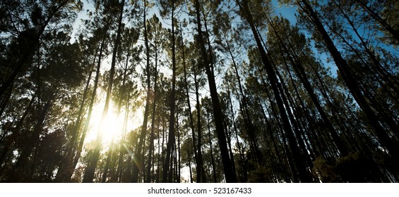 Beautiful Sunbeams In Beach Forest, Landes, France