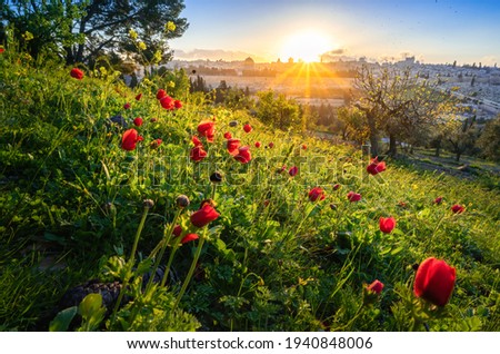 Beautiful sunburst over the Old City of Jerusalem, Temple Mount with Dome of the Rock and Golden Gate; view from the Mount of Olives with calanit - red anemone flowers, national flower of Israel Stock photo © 