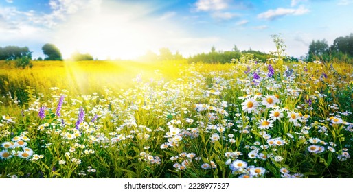 A beautiful, sun-drenched spring summer meadow. Natural colorful panoramic landscape with many wild flowers of daisies against blue sky. A frame with soft selective focus. - Shutterstock ID 2228977527
