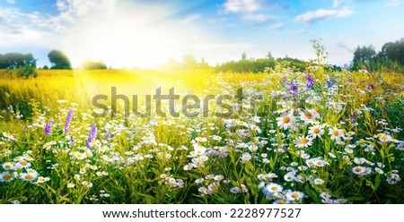 A beautiful, sun-drenched spring summer meadow. Natural colorful panoramic landscape with many wild flowers of daisies against blue sky. A frame with soft selective focus.
