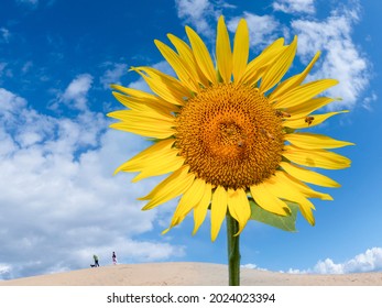 Beautiful Sunflower Against Sand Dune And Blue Sky Background
