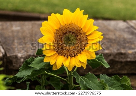 Beautiful sunflower with amazing geometry Fibonacci