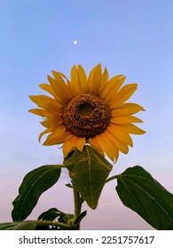 beautiful sunflower blooking at sunrise, a.k.a helianthus annuus