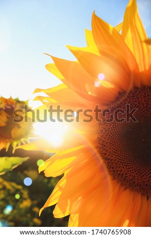 Beautiful sunflower blossom against the sky in evening light of summer sunset. Sun beams and rainbow through the petals. Natural background. Copy space.