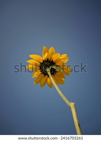 Beautiful sunflower with blue sky.Minimal photo of sunflower with blue sky.4k sunflower Wallpaper.A Hand Holding beautiful sunflower with blue sky in the background. Nature photography. Flowers photo.