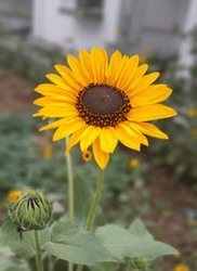 Beautiful Sunflower Close Up Picture