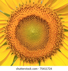 Beautiful Sunflower Closeup