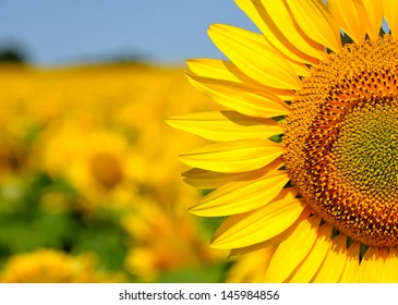 A beautiful sunflower field