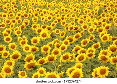 Beautiful sunflower field for  background.