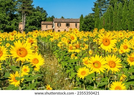 Beautiful sunflower field near the San Galgano Abbey. Province of Pisa, Tuscany, Italy.