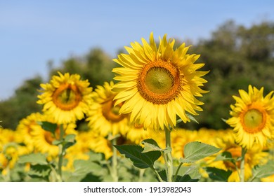 Beautiful sunflower in sunflower field on summer with blue sky at Lop buri province,THAILAND