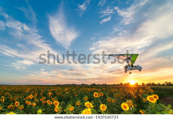 Beautiful\
sunflower field on a sunset with hang glider motor trike passing by\
on high speed. Focus on sunflower\
field
