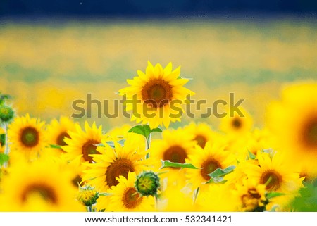 Similar – sunflower field