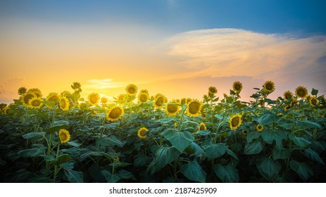 Beautiful Sunflower Field Sunset Alabama
 - Powered by Shutterstock