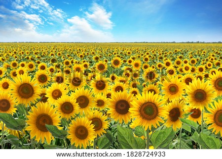 Beautiful sunflower field under blue sky with clouds 