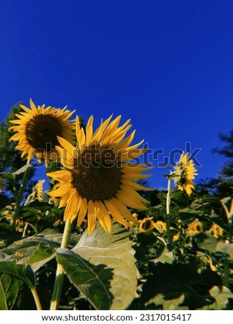 Similar – Image, Stock Photo sunny day Environment