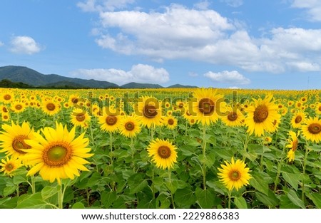 Beautiful sunflower flower blooming in sunflowers field with white cloudy and blue sky. Popular tourist attractions of Lopburi province. flower field on winter season