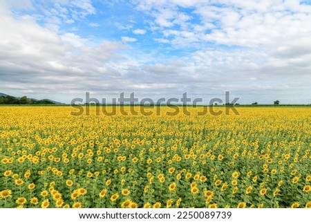 Similar – Image, Stock Photo Sunflower field IV Clouds