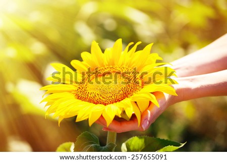 Beautiful sunflower in hands on sunny nature background