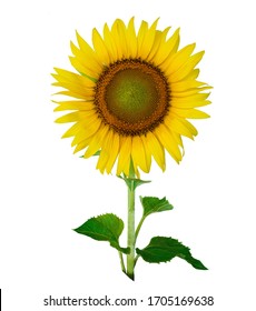 Beautiful sunflower isolated on white background.

