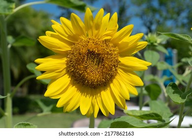 Beautiful sunflower in nature Closeup shot on high quality camera and macro lens.