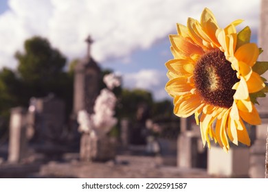 A Beautiful Sunflower On A Graveyard