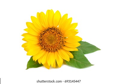 Beautiful sunflower on white background.