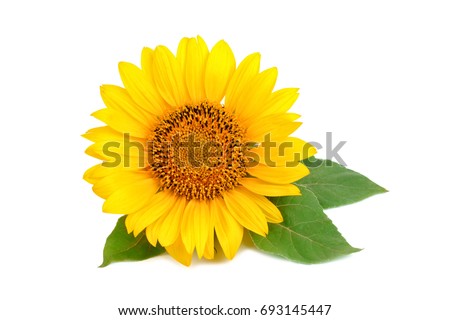 Beautiful sunflower on white background.