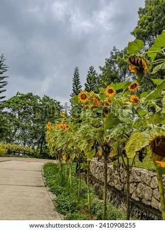 Beautiful sunflower at Taman Saujana Hijau, recreational place in Presint 11 Putrajaya
