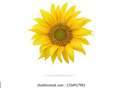 Beautiful sunflower in a white background
