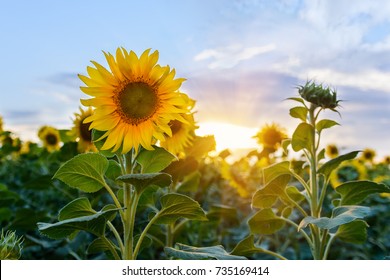 Beautiful sunflowers in the field natural background, Sunflower blooming