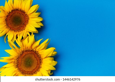 Beautiful sunflowers on blue background. View from above. Background with copy space