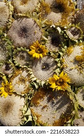 Beautiful Sunflowers With White Seeds. Flat Lay View. - Shutterstock ID 2216538223