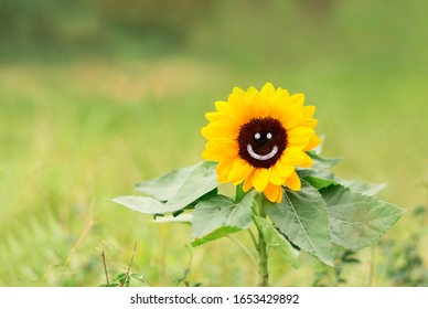 Beautiful Sunflowersunflower With A Happy Drawn Face, Smiling, Happiness,  Mental Health,  Yellow September And Mental Wellbeing.  