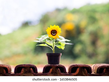 Beautiful Sunflowersunflower With A Happy Drawn Face, Smiling, Happiness,  Mental Health,  Yellow September And Mental Wellbeing.  