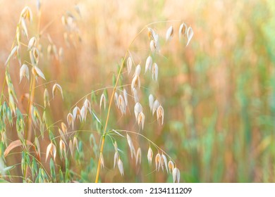 Beautiful Sunlight With Australian Oats Ears Of Wheat Field Conversion Nature Plant Nature With Rye Stem Seed For Cereal Bread. Concept Crop On The Farm Agriculture Growth Ready For Harvest Grain.