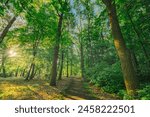 Beautiful sunlight in green forest. Majestic morning rays in tranquil forest hiking pathway. Green nature calming summer warm day. Scenic forest of fresh green deciduous trees, recreational landscape