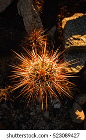 Beautiful Sunlight On Hedgehog Cactus, Post Card/greetings From Arizona.