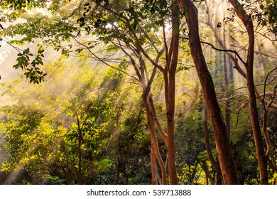 Beautiful sunlight rays pass through the trees and smoke, in the morning of summer