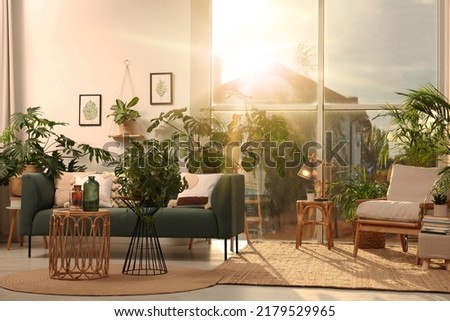 Beautiful sunlit living room with stylish sofa and different houseplants