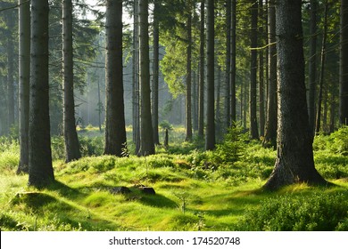 Beautiful Sunlit Spruce Tree Forest  - Powered by Shutterstock