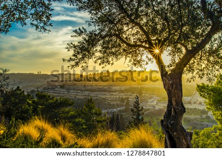 Beautiful sunlit view of Jerusalem's Old City landmarks: Temple Mount with Dome of the Rock, Golden Gate and Mount Zion in the distance; with sun busting through olive tree branches on Mount of Olives Stock photo © 