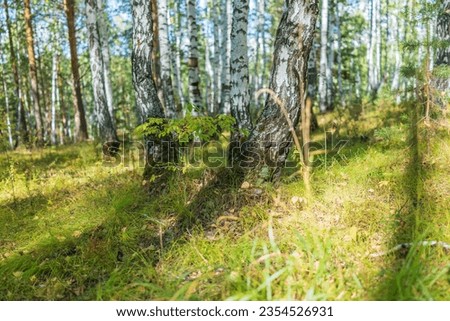 Beautiful sunny day in the forest. Summer or early autumn landscape with green birch trees. Young birch with black and white birch bark in summer in birch grove against background of other birches.