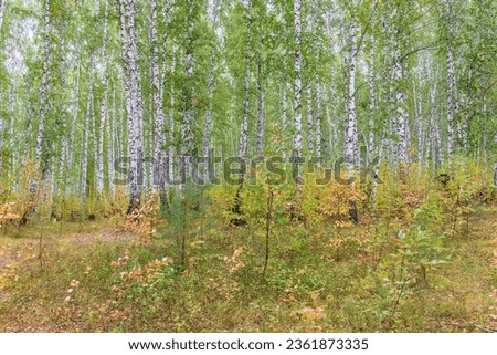 Beautiful sunny day in the forest. Summer or early autumn landscape with green birch trees. Young birch with black and white birch bark in summer in birch grove against background of other birches.