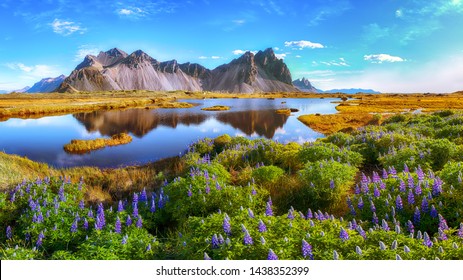 Beautiful sunny day and lupine flowers on Stokksnes cape in Iceland. Location: Stokksnes cape, Vestrahorn (Batman Mount), Iceland, Europe.