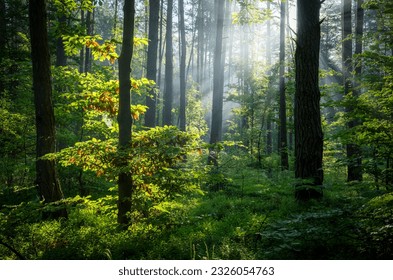 Beautiful sunny morning in green forest - Powered by Shutterstock