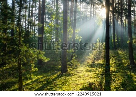 Beautiful sunny morning in green forest
